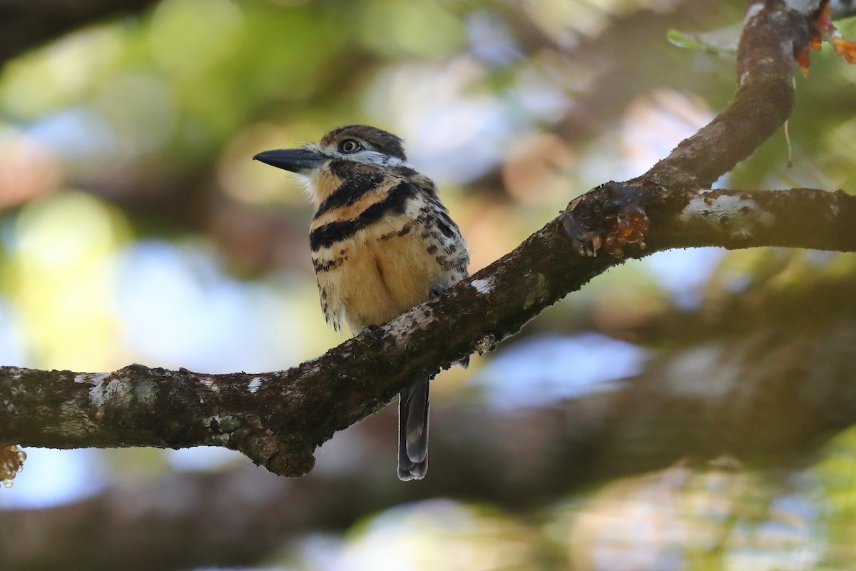 Two-banded Puffbird - ML621093951