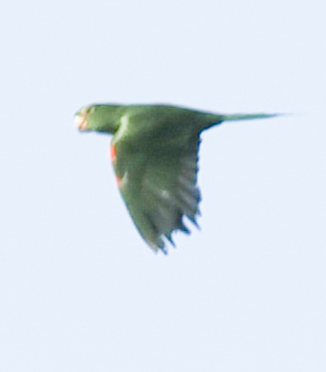 White-eyed Parakeet - ML621093961