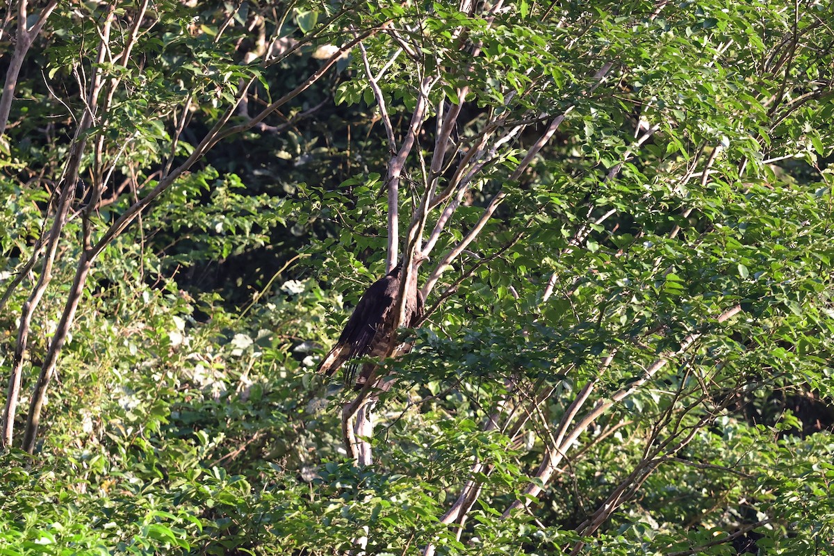 Oriental Honey-buzzard (Northern) - ML621093968