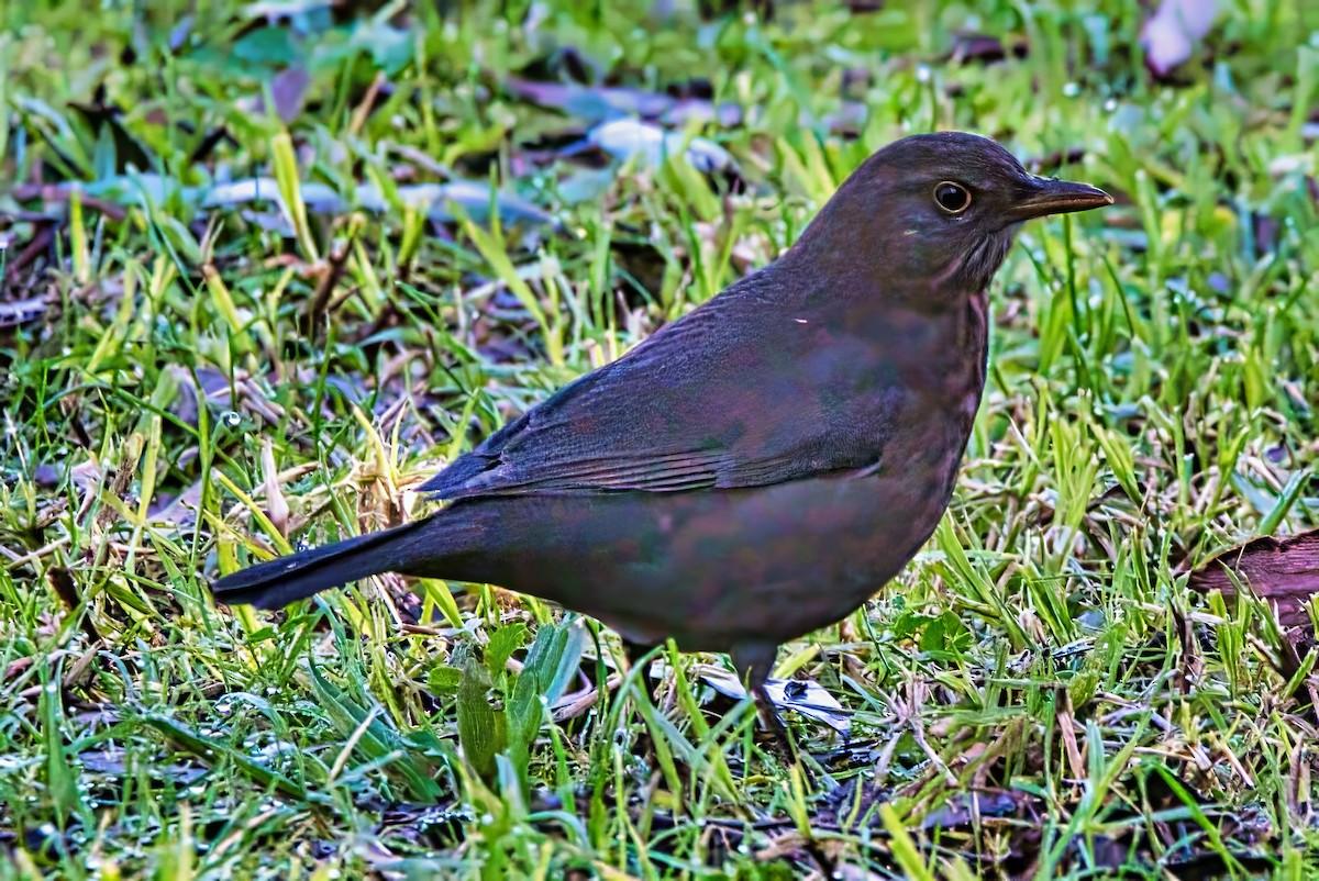 Eurasian Blackbird - ML621093970