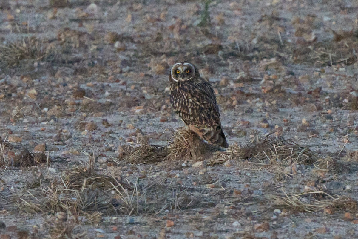 Short-eared Owl - ML621093976