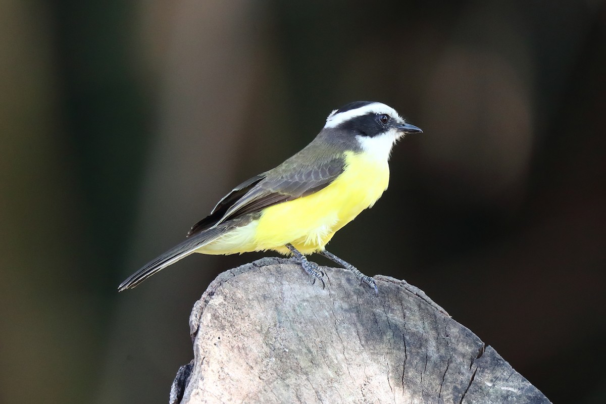 White-bearded Flycatcher - ML621093989