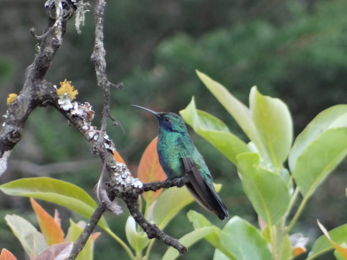kolibřík modrolící - ML621094045