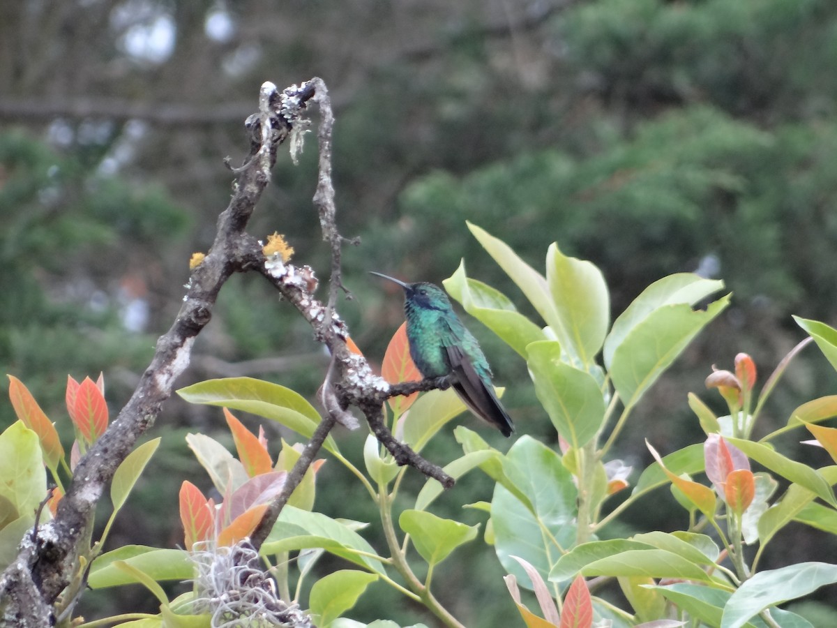 kolibřík modrolící - ML621094046