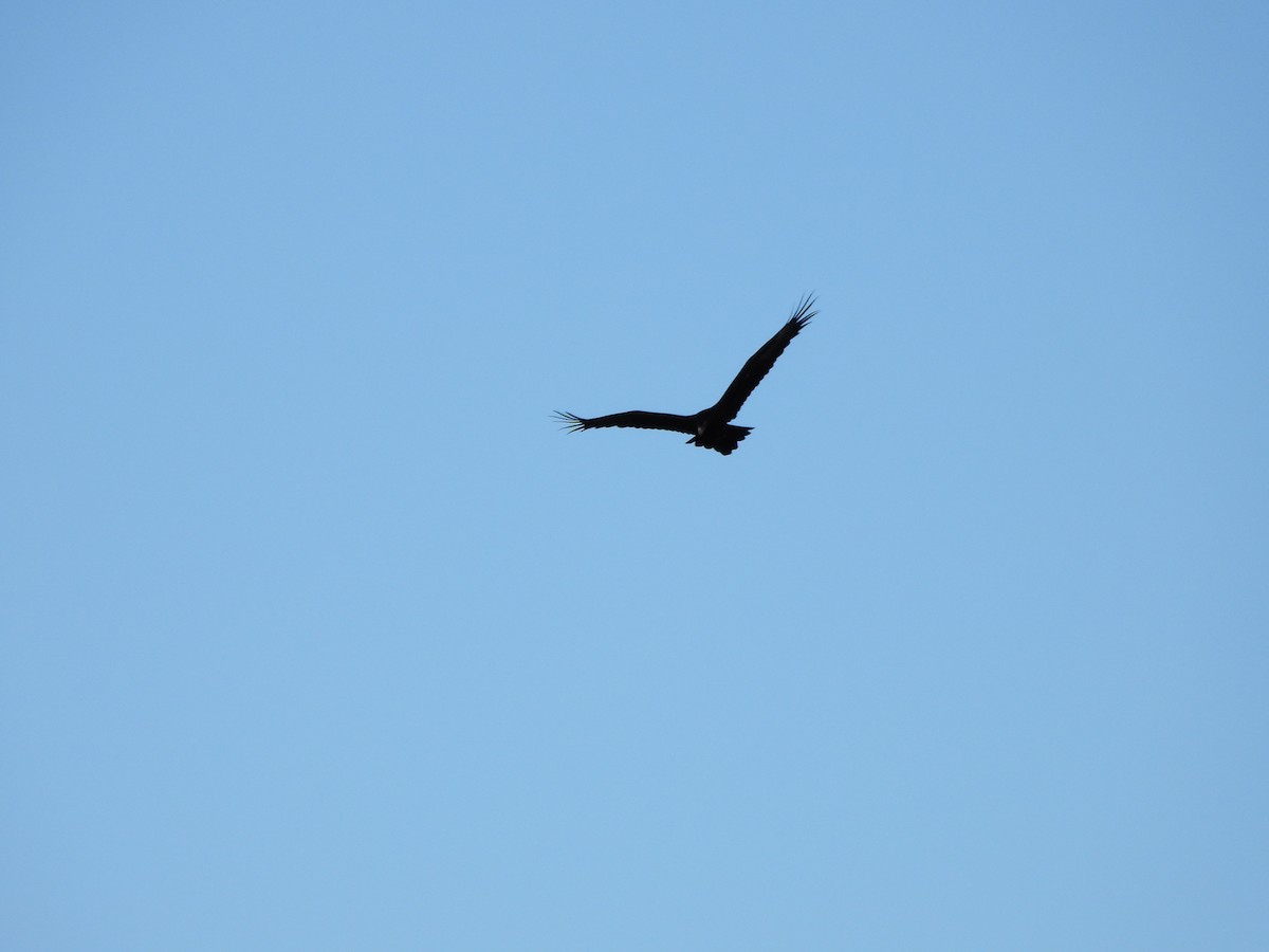 Wedge-tailed Eagle - ML621094055