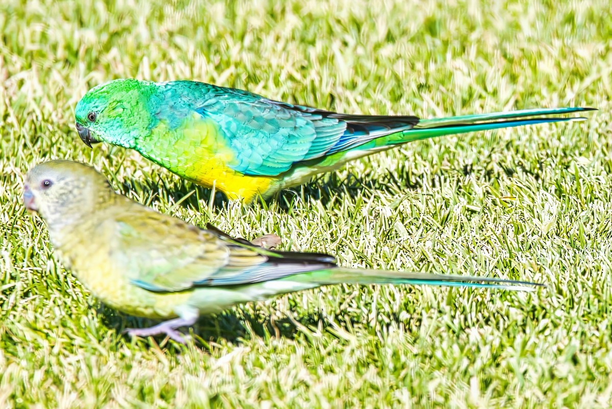 Red-rumped Parrot - ML621094069