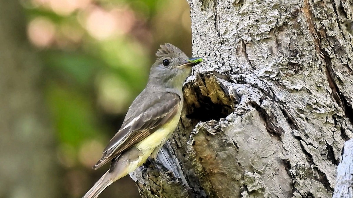 Great Crested Flycatcher - ML621094091