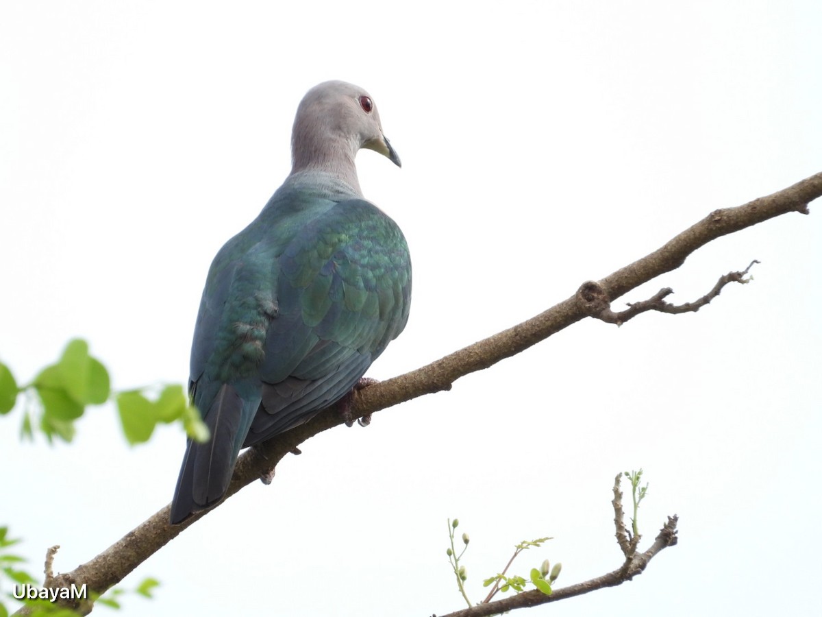 Green Imperial-Pigeon - ML621094092
