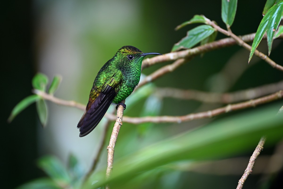 kolibřík měděnohlavý - ML621094105