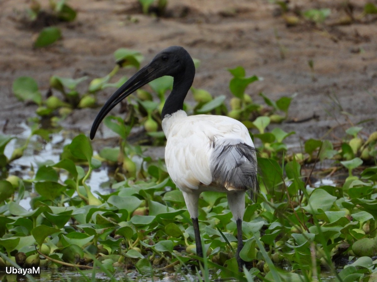 ibis černohlavý - ML621094126