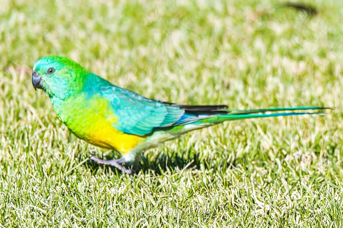 Red-rumped Parrot - ML621094127