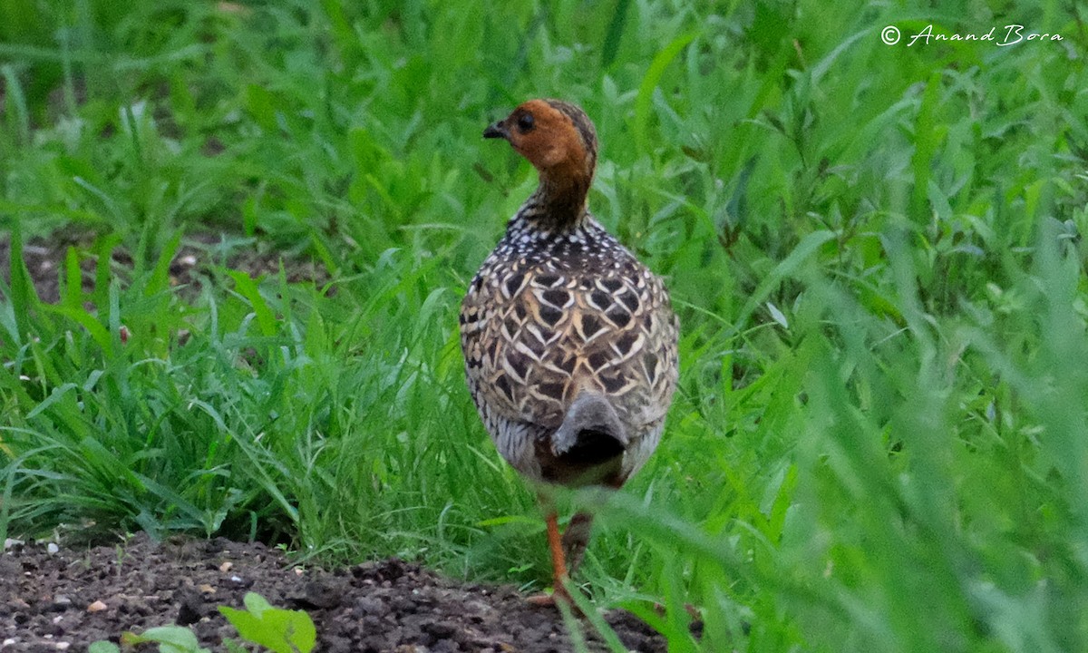 Painted Francolin - ML621094129
