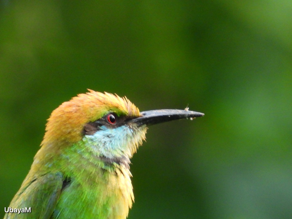 Asian Green Bee-eater - Ubaya Medawela