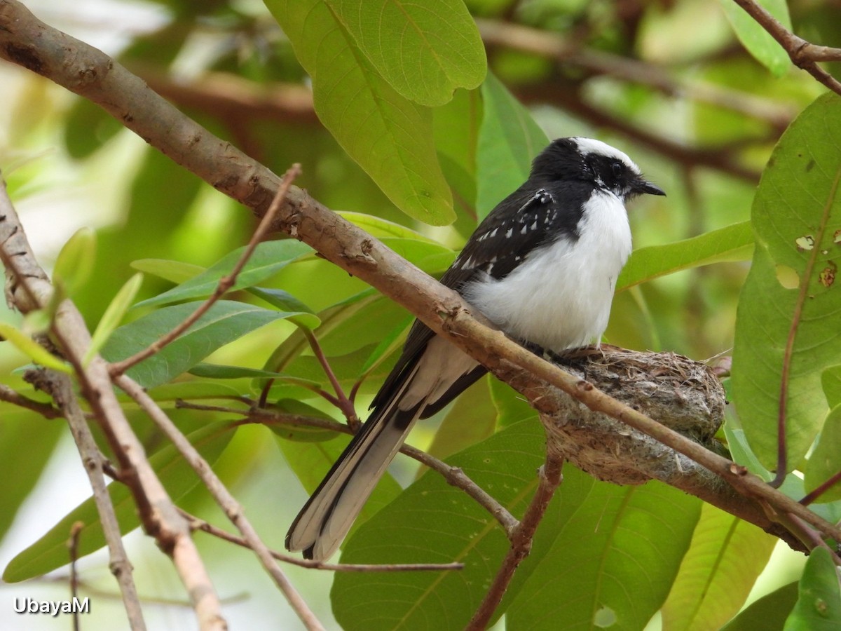 White-browed Fantail - ML621094150
