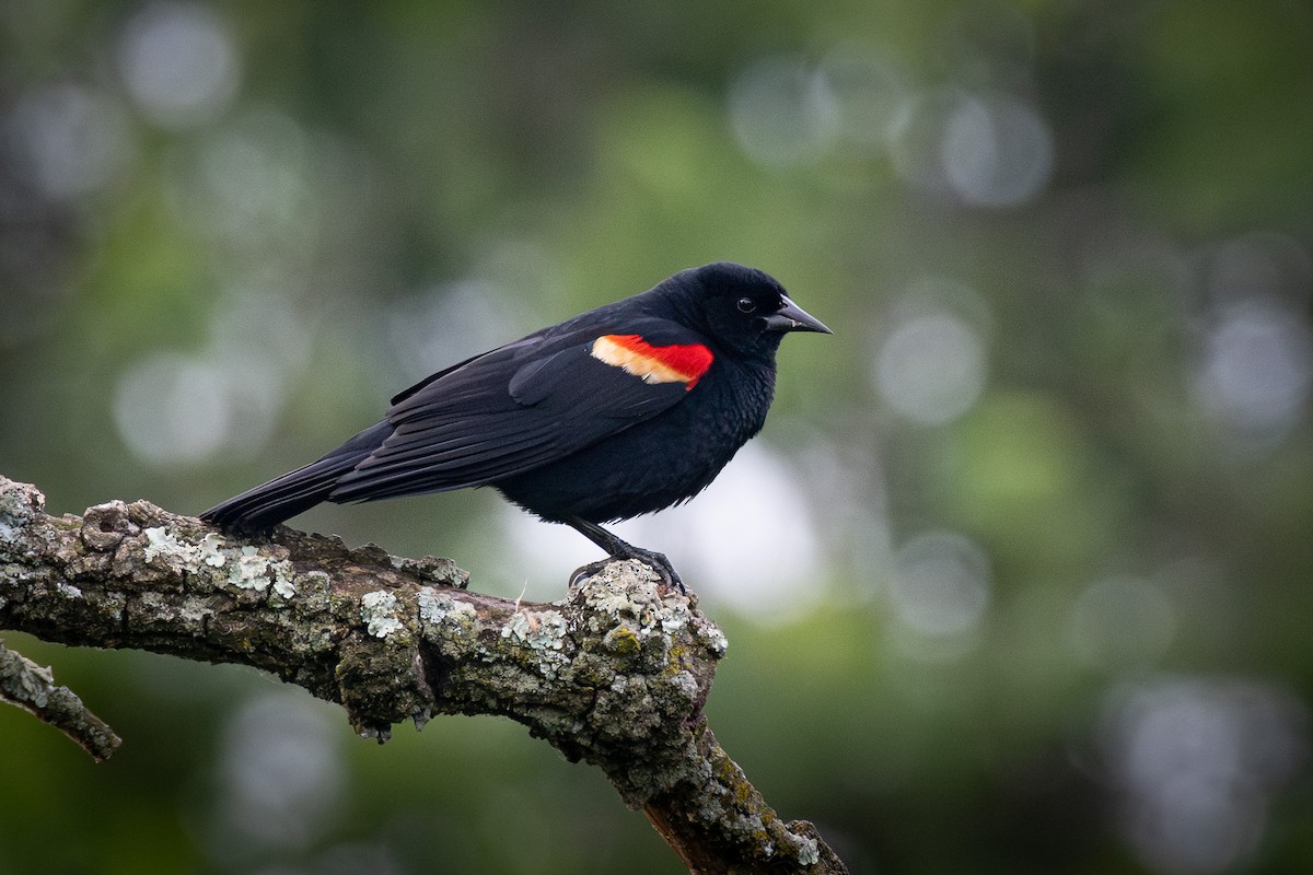 Red-winged Blackbird - ML621094161