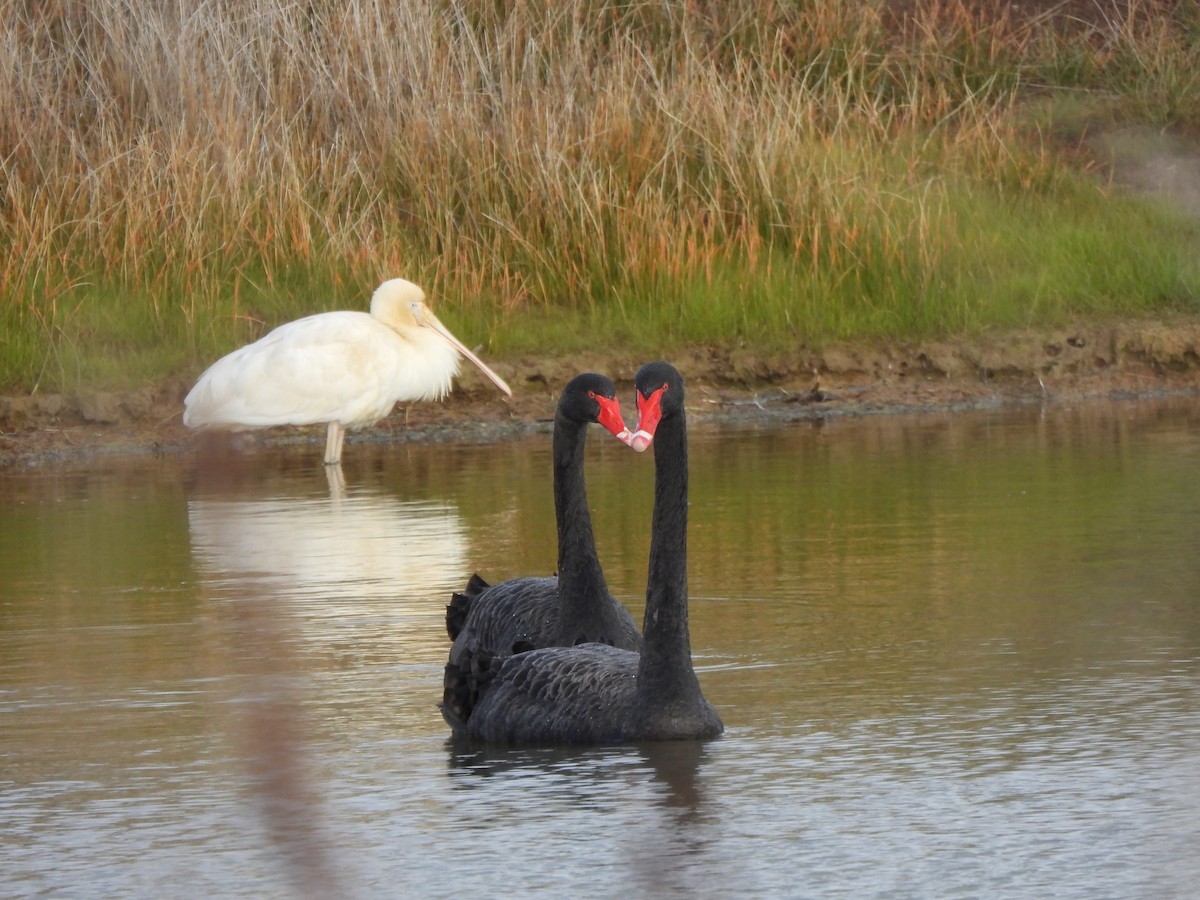 Black Swan - ML621094162