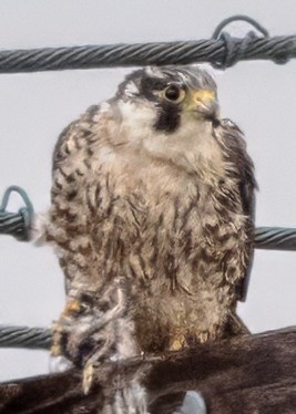 Peregrine Falcon (Peale's) - ML621094169