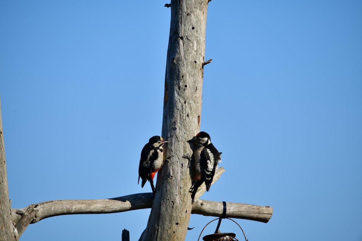 Great Spotted Woodpecker - ML621094202