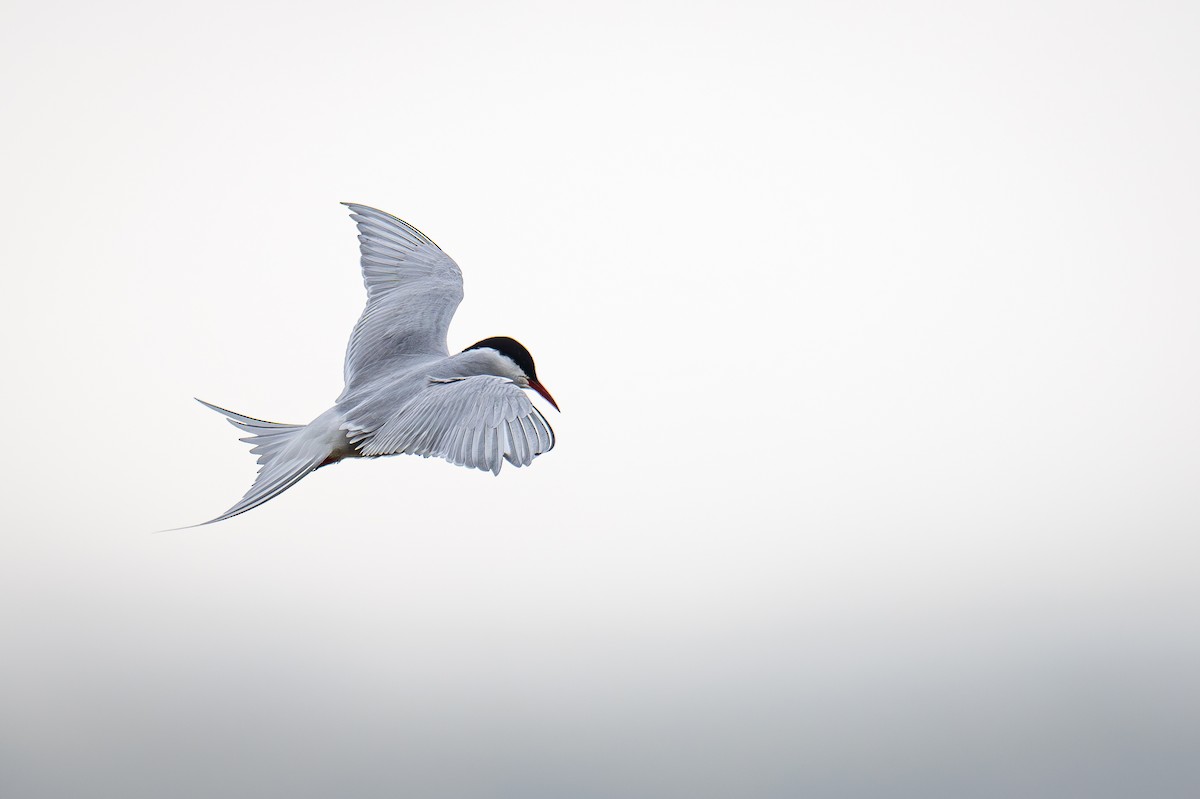 Arctic Tern - Uriel Levy