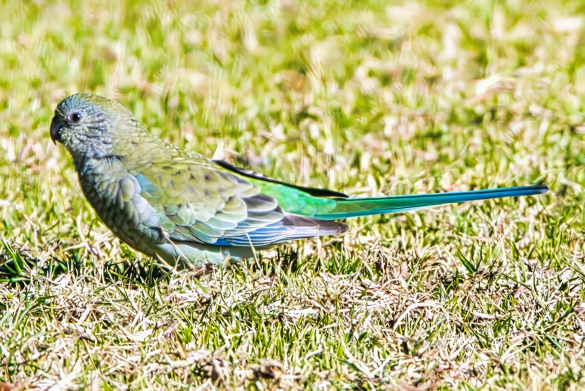 Red-rumped Parrot - ML621094215