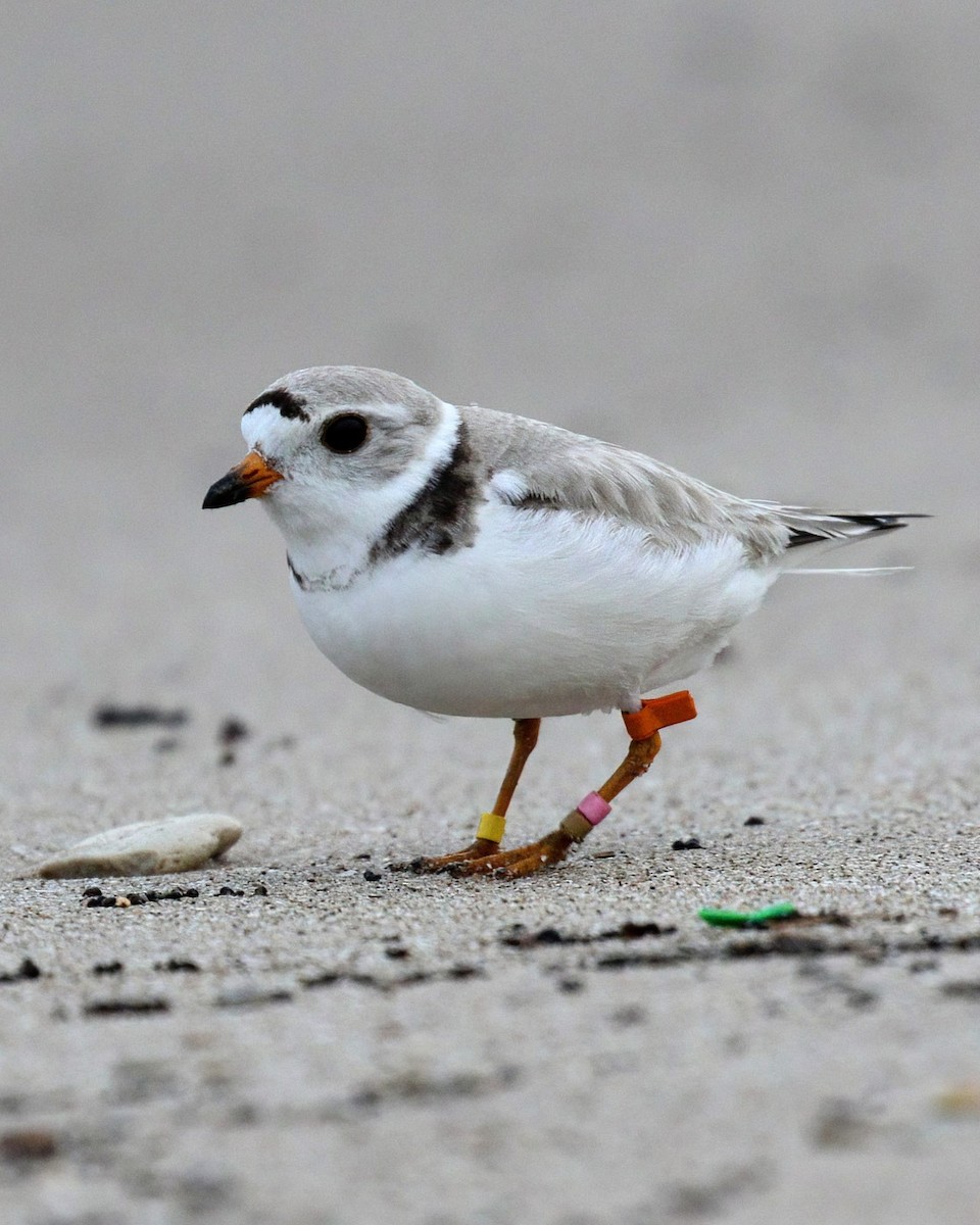 Piping Plover - ML621094227