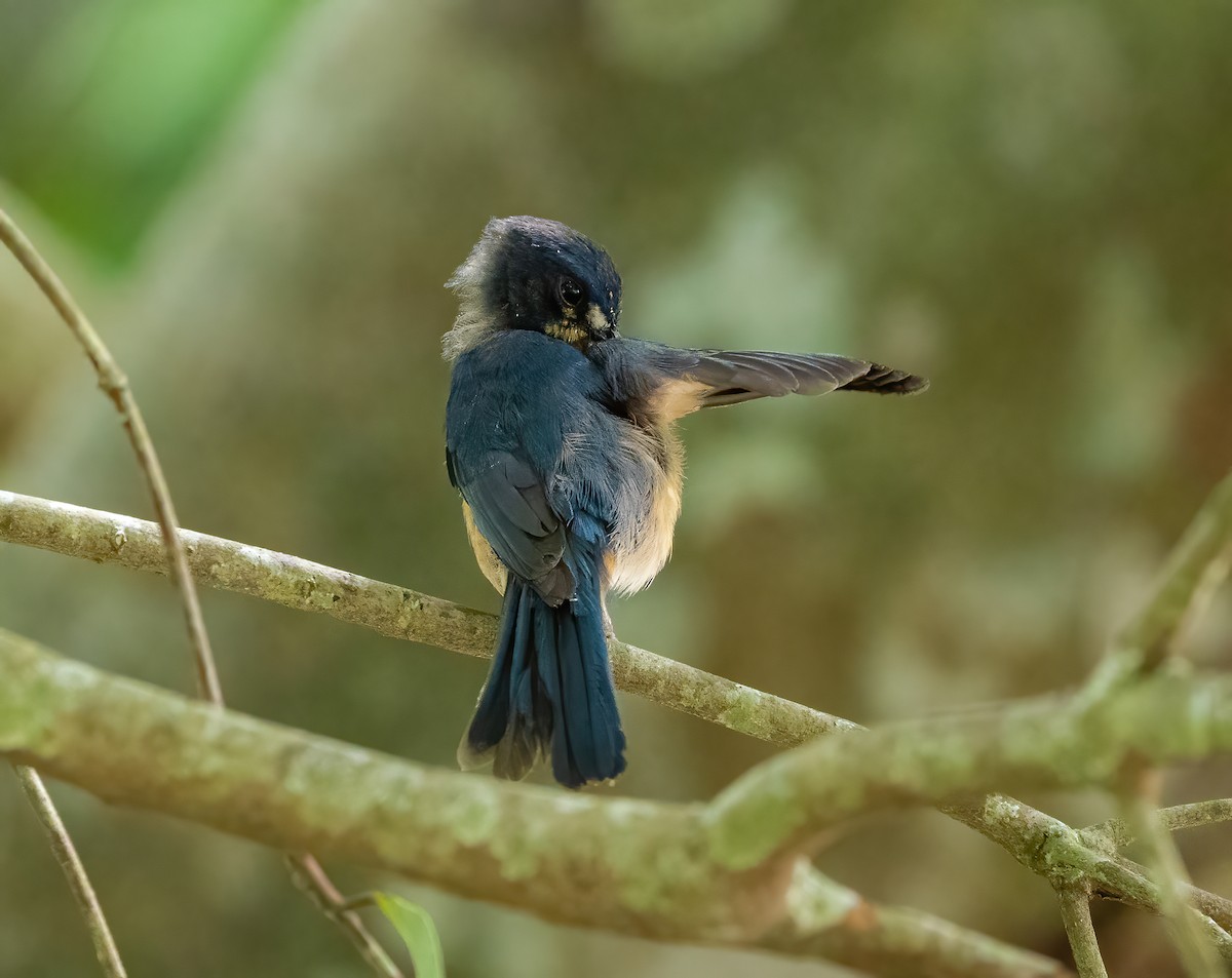 Mangrove Blue Flycatcher - ML621094247
