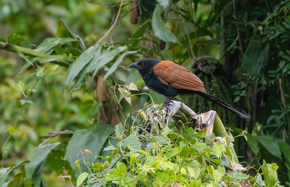 Greater Coucal - ML621094255