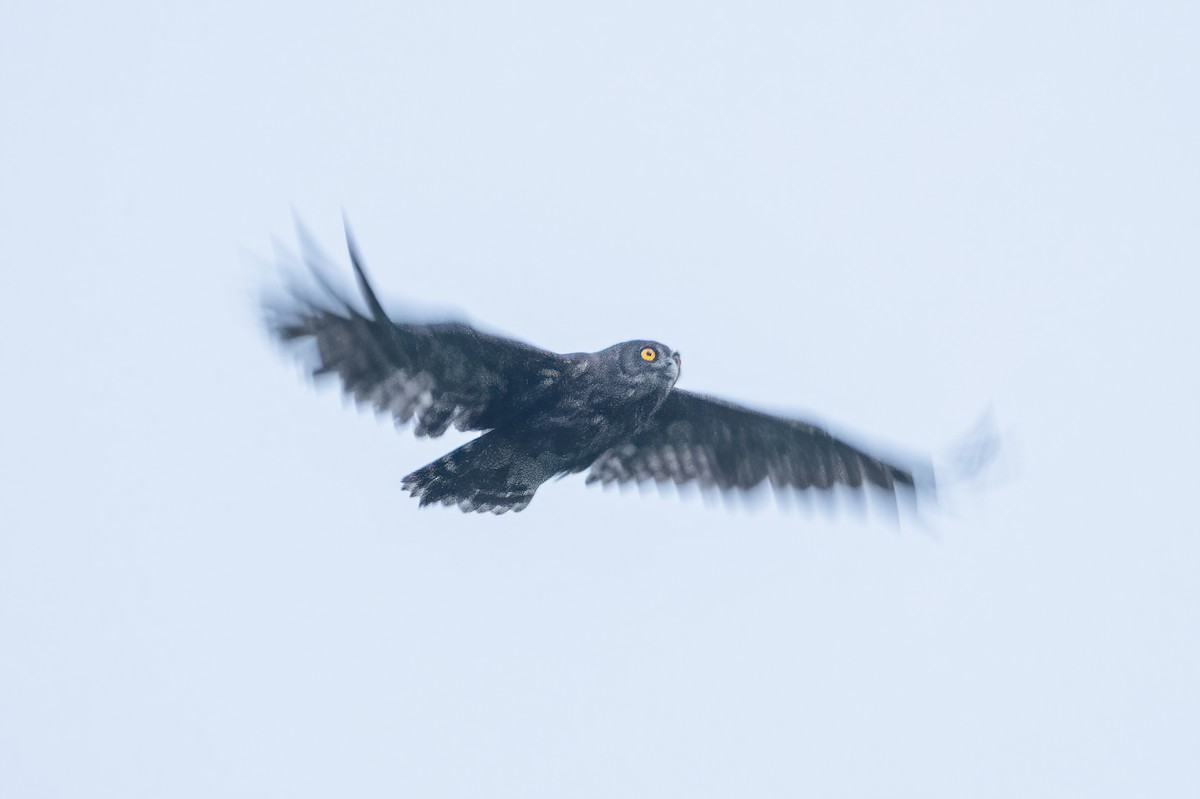 Dusky Eagle-Owl - Wilbur Goh