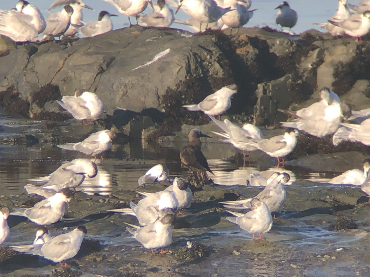 Lesser Noddy - ML621094274