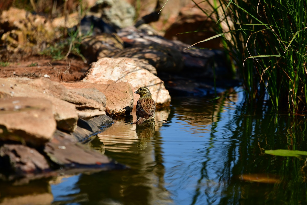 Hesi-berdantza - ML621094295