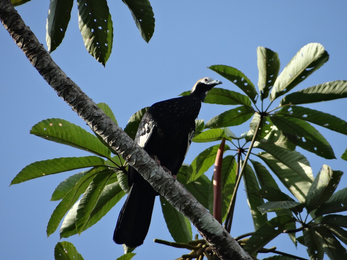 Blue-throated Piping-Guan - ML621094297