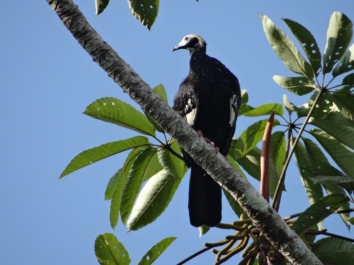 Blue-throated Piping-Guan - ML621094298