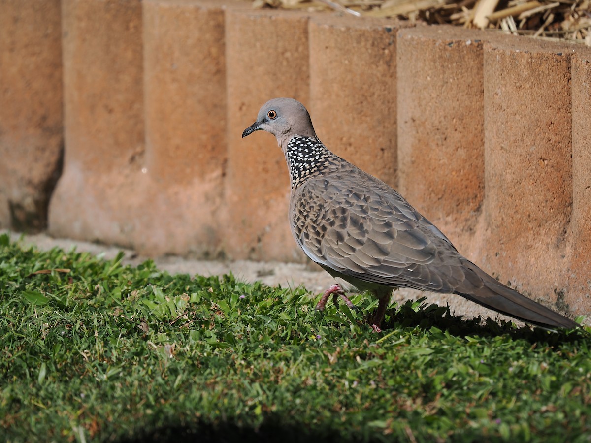 Spotted Dove - ML621094367