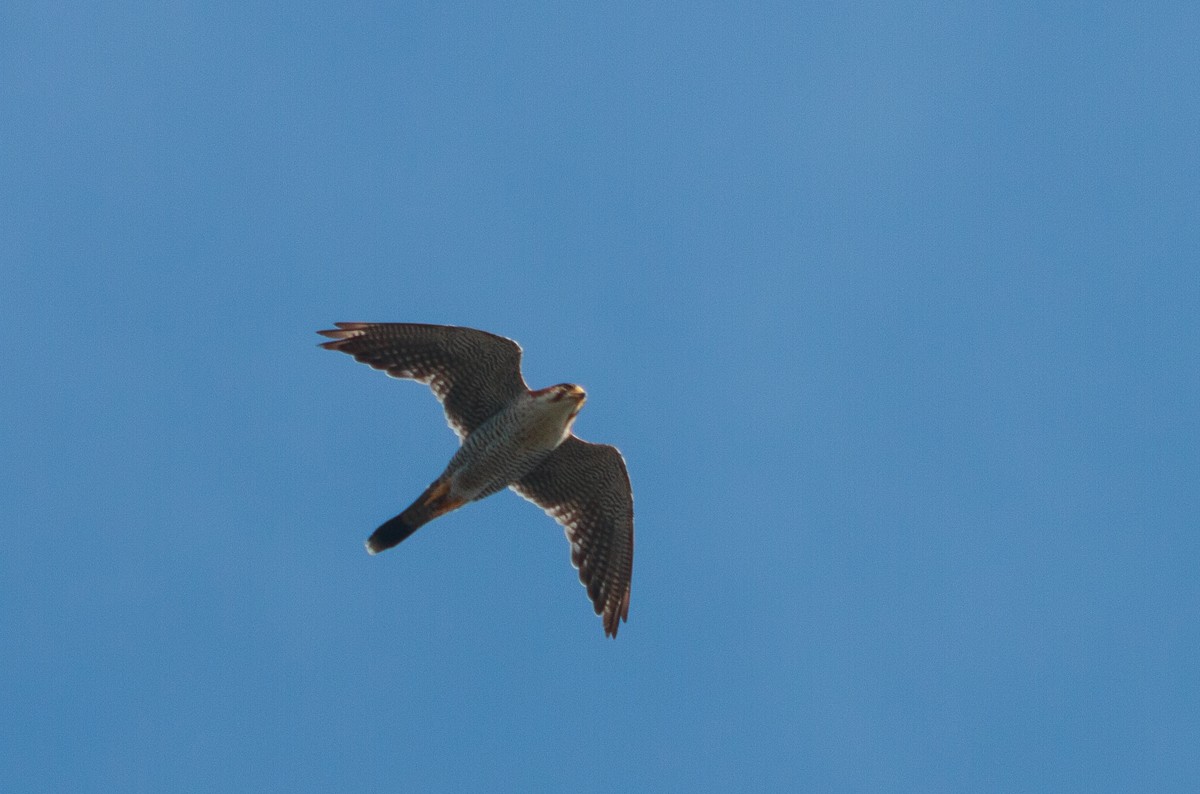 Red-necked Falcon - ML621094376