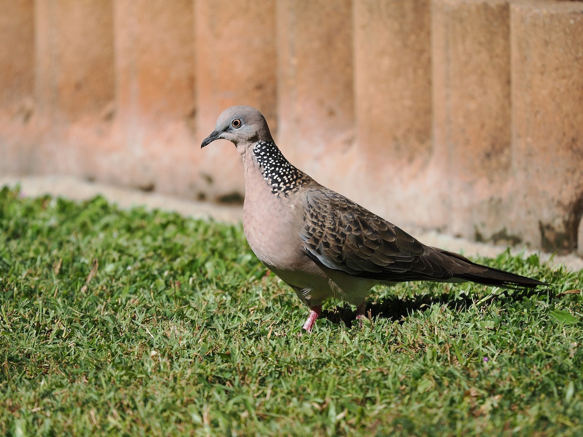 Spotted Dove - ML621094391