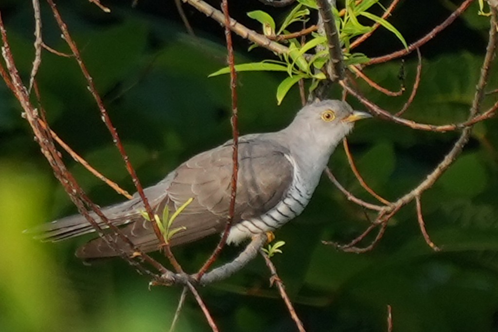 Common Cuckoo - ML621094447