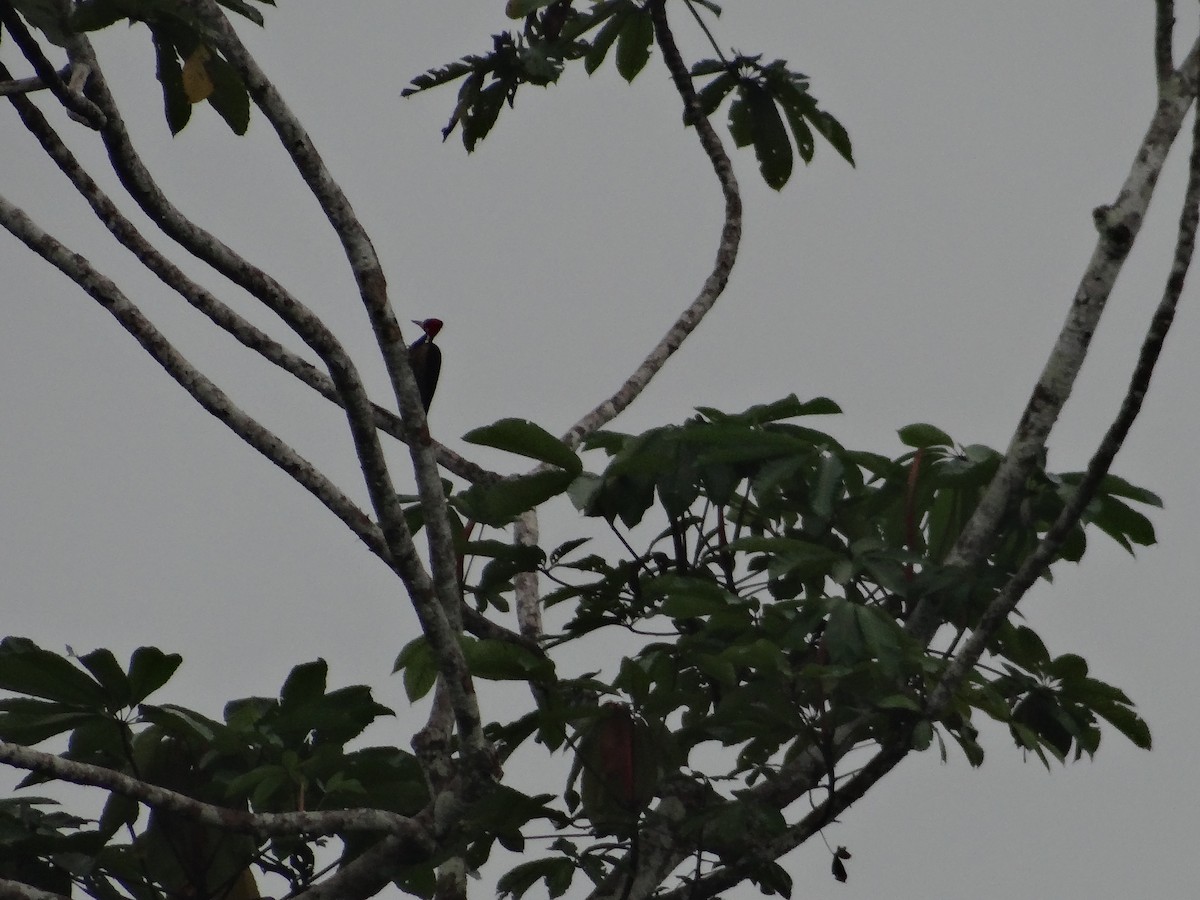 Crimson-crested Woodpecker - ML621094448