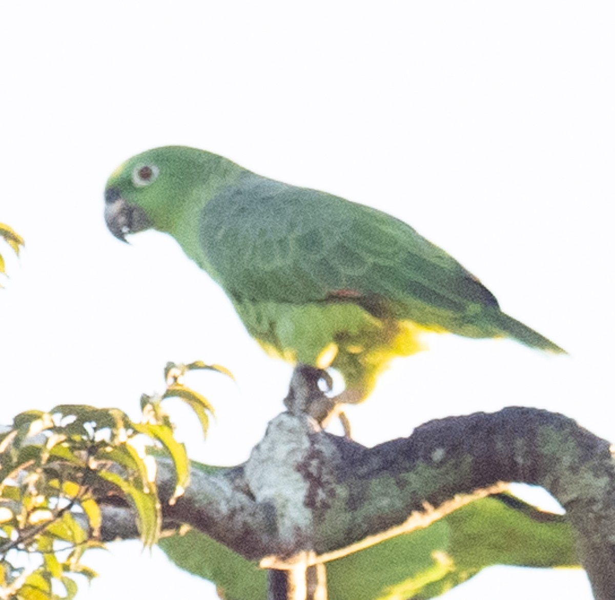 Yellow-crowned Parrot - ML621094456