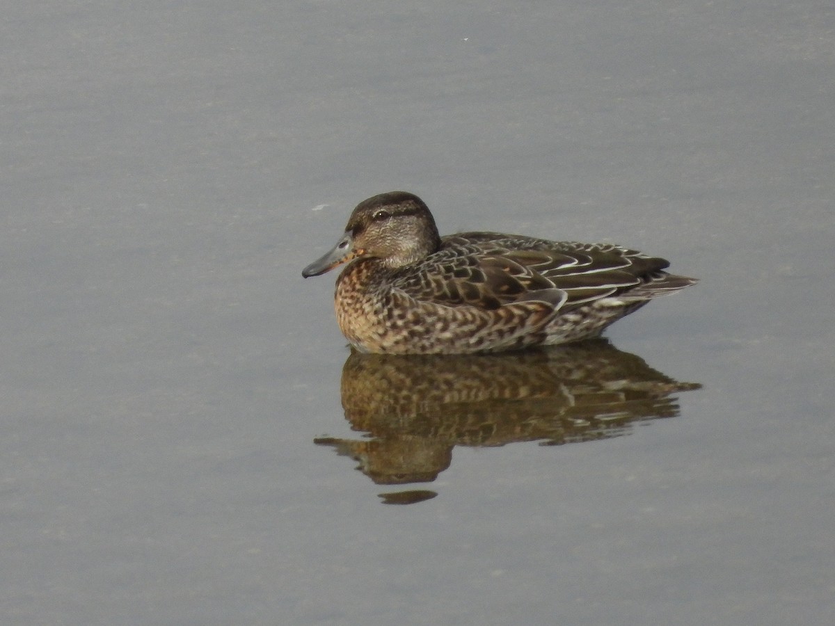 Green-winged Teal - ML621094462