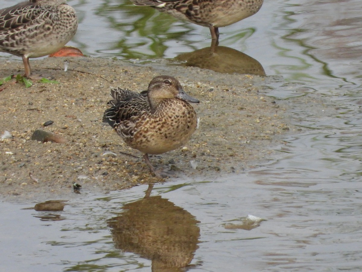 Green-winged Teal - ML621094463