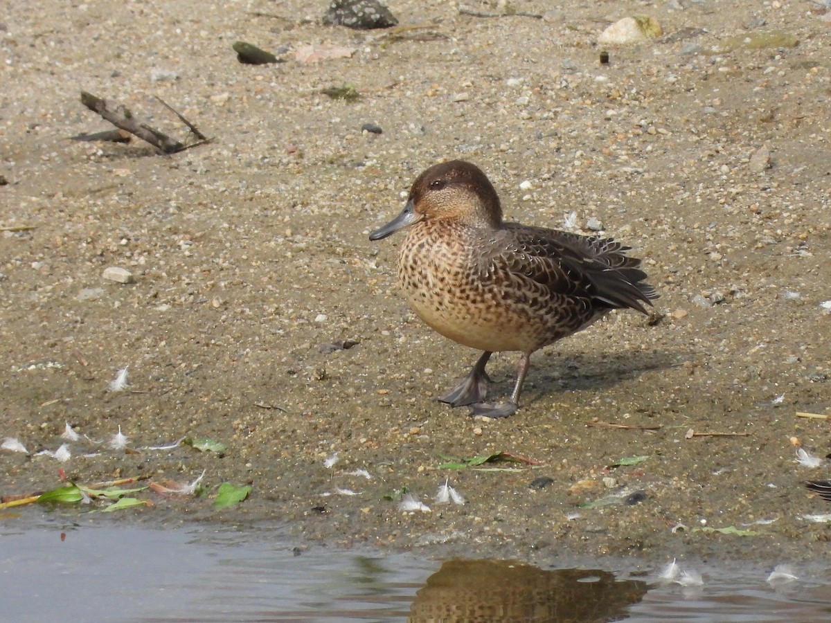 Green-winged Teal - ML621094464