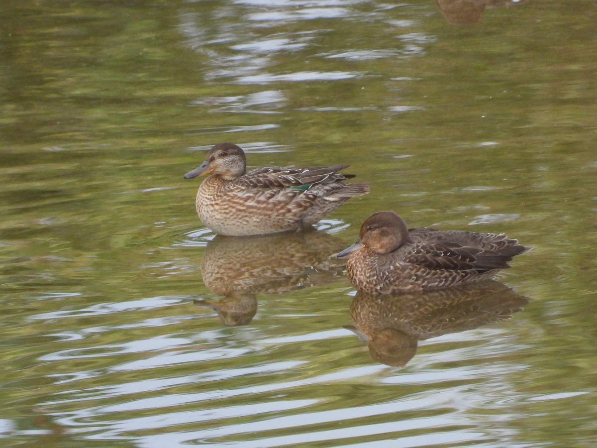 Green-winged Teal - ML621094468