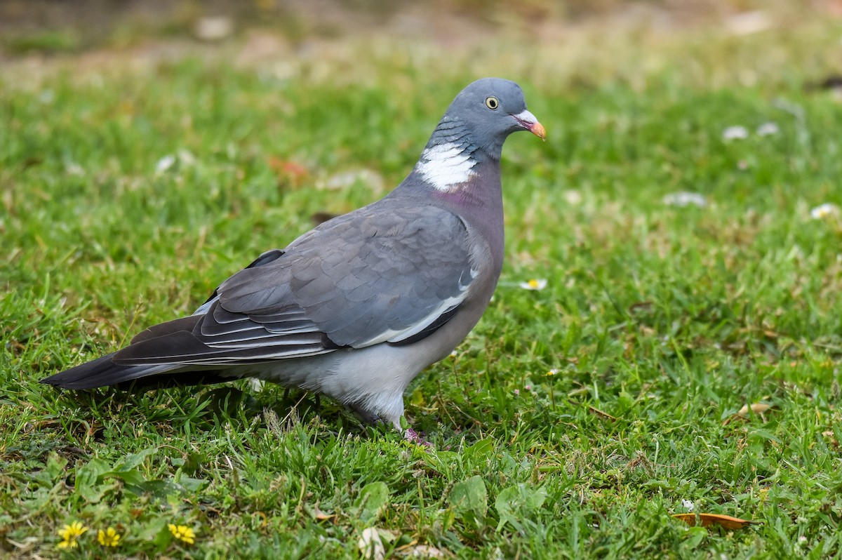 Common Wood-Pigeon - ML621094497
