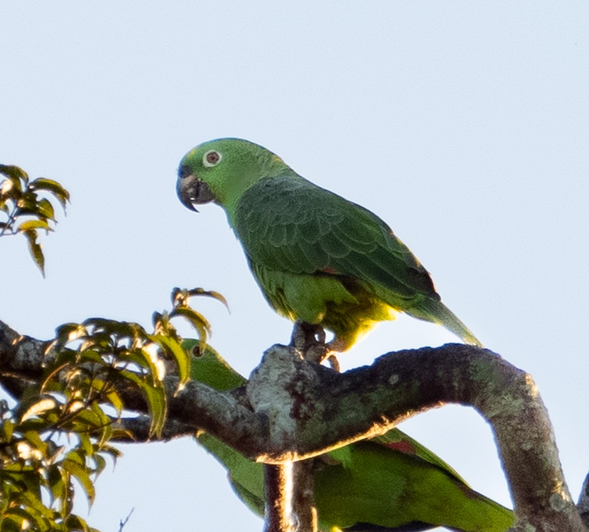 Yellow-crowned Parrot - ML621094498