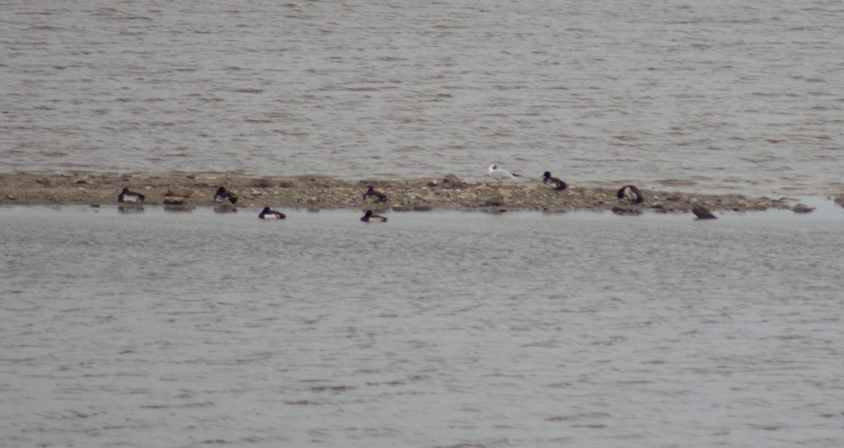 Tufted Duck - ML621094499