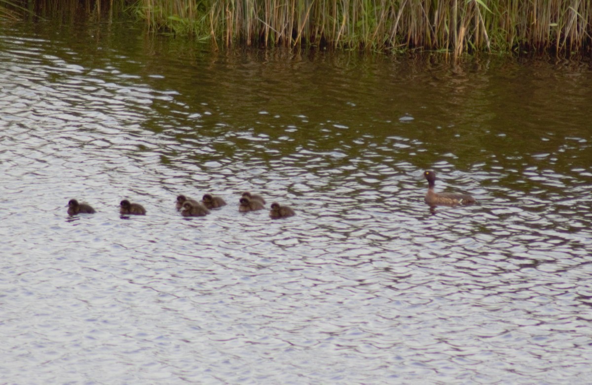 Tufted Duck - ML621094500