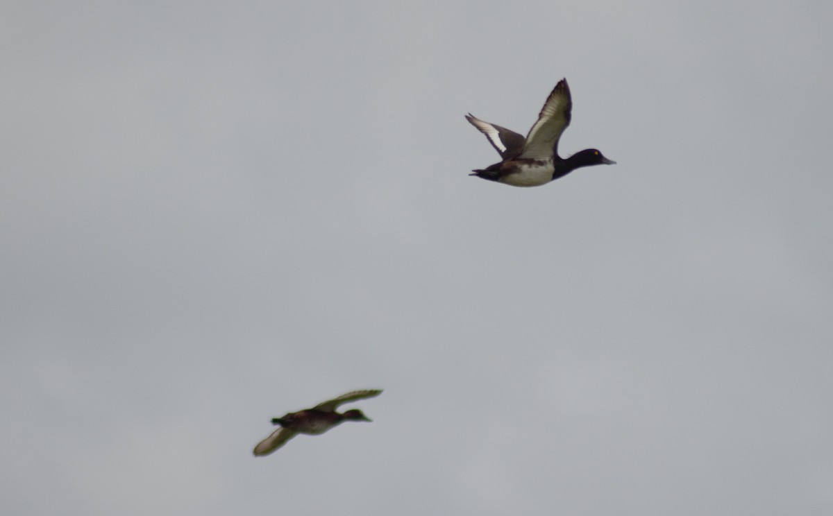 Tufted Duck - ML621094505