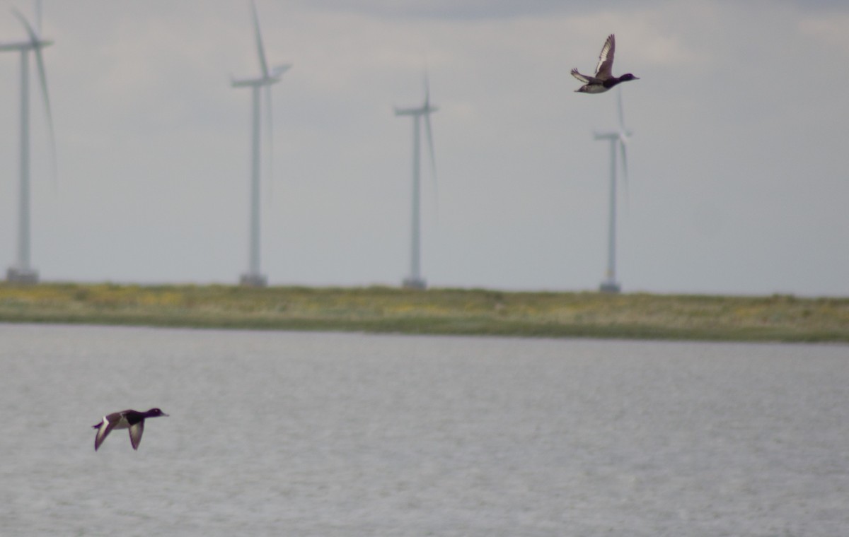 Tufted Duck - ML621094506