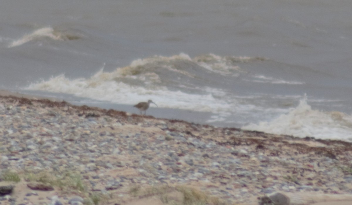 Whimbrel (White-rumped) - ML621094532