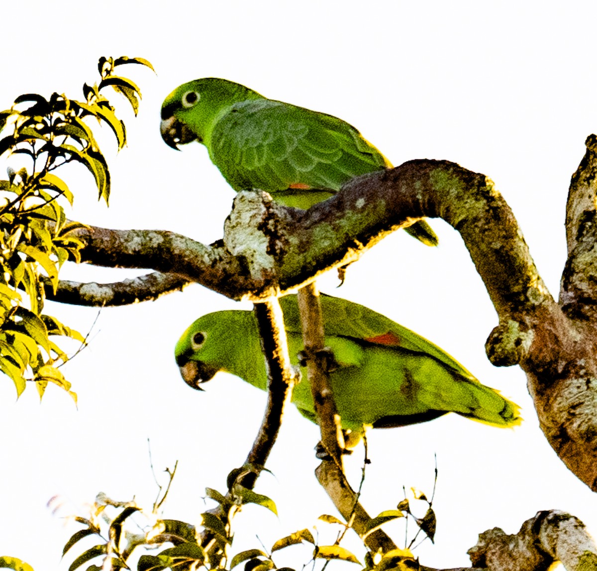 Yellow-crowned Parrot - ML621094536